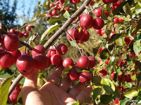 Simplybest from food and life: Crab Apples