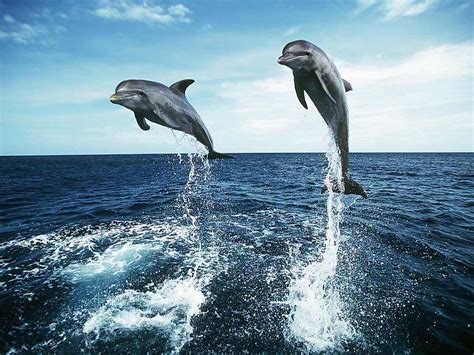 Cute Dolphin Wallpapers - Wallpaper Cave