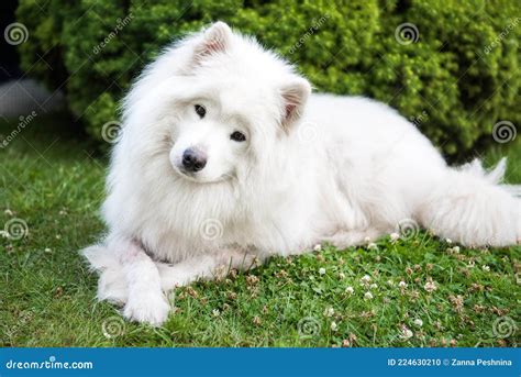 Big White Dog with Fluffy Hair of Samoyed Breed Stock Photo - Image of cute, purebred: 224630210