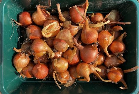 What are Potato Onions? – Sara's Kitchen Garden