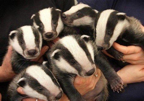 Young badger | Baby badger, Cute animals, Badger