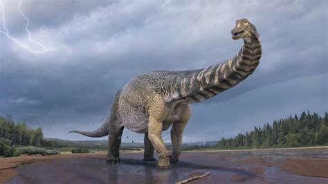 Dinosaur Found In Australia Was 2 Stories Tall And The Length Of A Basketball Court : NPR