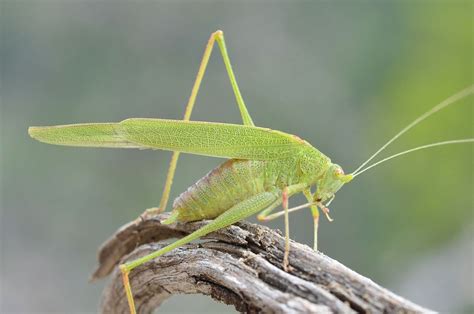 Que espécie é esta: gafanhoto-verde - Wilder