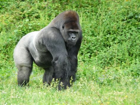 Gorilla in African Forests | Silverback gorilla, Animals, Gorilla trekking