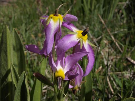 scented shooting star, Dodecatheon redolens | scented shooti… | Flickr