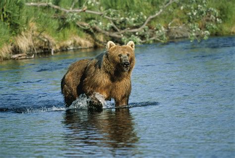 Free picture: big, brown bear, animal, mammal, ursus middendorffi