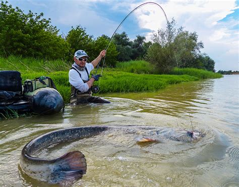 WELS CATFISH – WISH LIST FISH | The Mission Fly Fishing Magazine