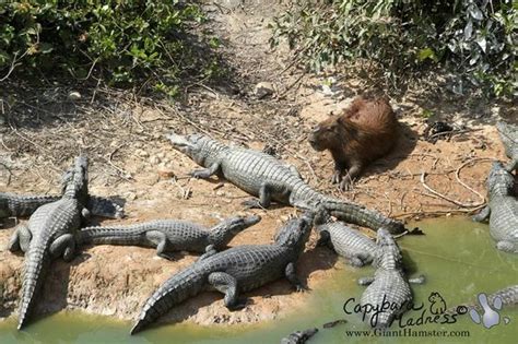 Capybara With Alligator, We Are Super Excited To Bring Crocodile Encounter Facebook, They ...