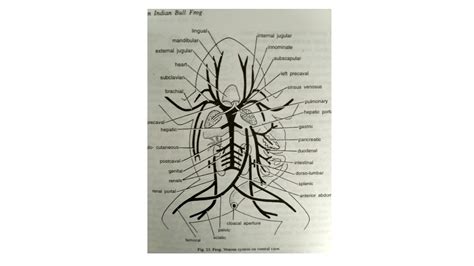 Frog Circulatory System Diagram