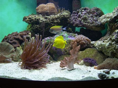 Why Put Live Rock In Saltwater Aquariums?