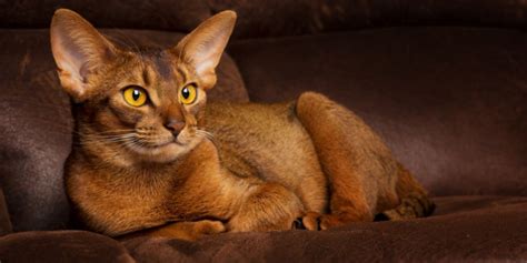 10 Most Popular Brown Cat Breeds - Cats.com