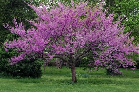 9 Native Plants in Kentucky - A-Z Animals