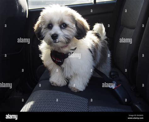 Shih Tzu Maltese Mix Puppies For Sale In Washington State - Shih Tzu Dog