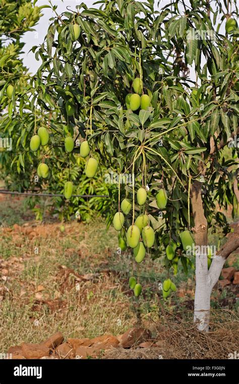 Mango cultivation ; India Stock Photo - Alamy