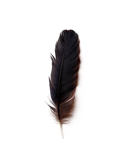 Crow Feather, Feather Print, Fine Art Nature Photography, Crow Feathers ...