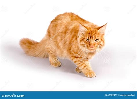 Cat1 stock image. Image of coon, orange, cat1, breeding - 47322957