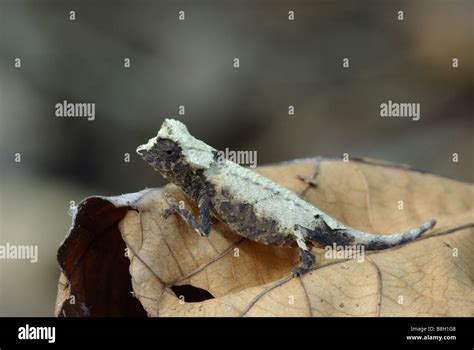 Leaf Chameleon on leaf in Ankarana Special Reserve, Madagascar Stock ...