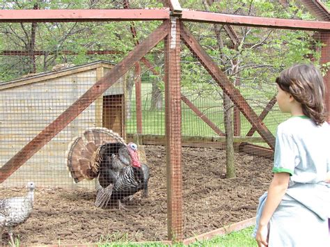 Canadian Home Learning: Feeding Canadian Geese at Jack Miner Bird Sanctuary