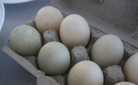 Everything You Need to Know About Duck Eggs - Modern Farmer