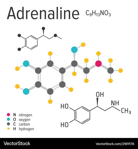 Chemical formula of the adrenaline molecule Vector Image