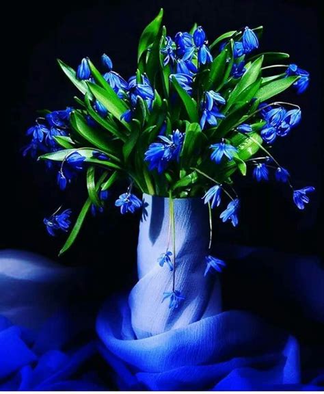 Pin by Norma Dominguez on Azul...Celeste...Turquesa... | Blue flower photos, Blue flowers ...