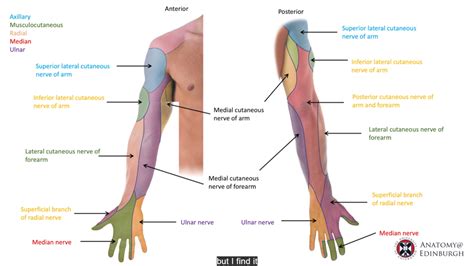 Upper limb - sensory innervation Diagram | Quizlet