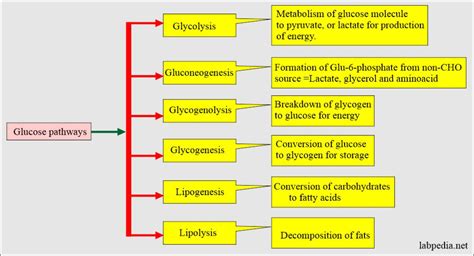 Diabetes mellitus: Carbohydrate and glucose metabolism