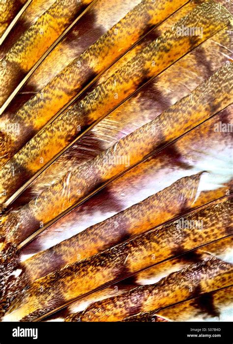 Owl Wing Feathers High Resolution Stock Photography and Images - Alamy