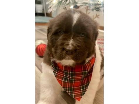 Newfie puppies Youngstown - Puppies for Sale Near Me