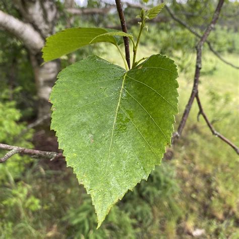 Paper Birch Tree Leaves