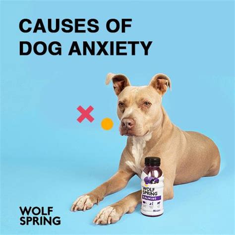 Causes of anxiety in dogs | Dog Anxiety Treatment | Wolf Spring