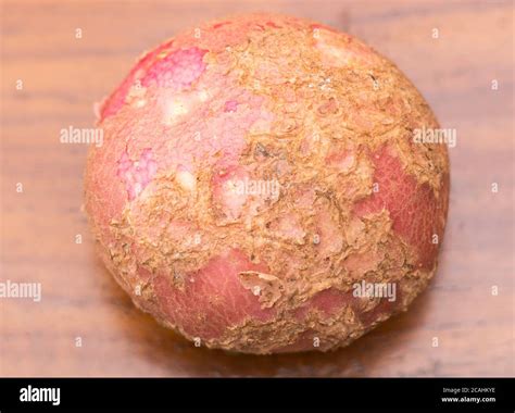 Potato problems, tuber with potato scab (Streptomyces scabies) variety ...