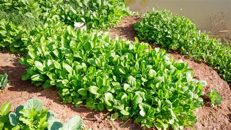 The Ultimate Guide to Growing Mustard - Plant Propagation