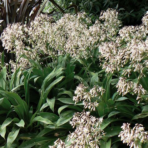 New Zealand Lily 'Matapouri Bay' - The Diggers Club