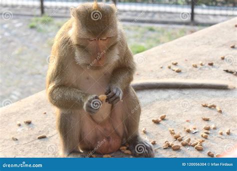 Monkey Nuts Stock Photos - Royalty Free Pictures