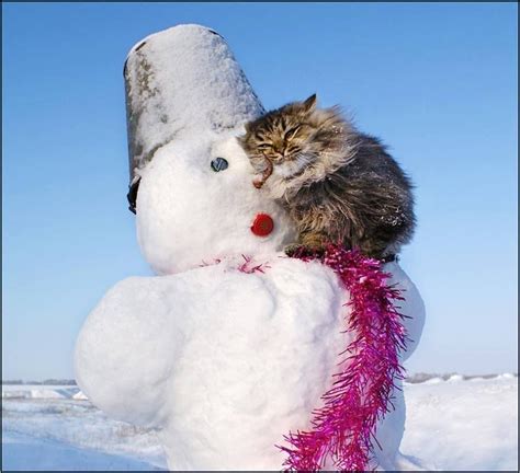 Pin by Marjoriesmith on Snowman | Winter cat, Cute animals, Cute cats