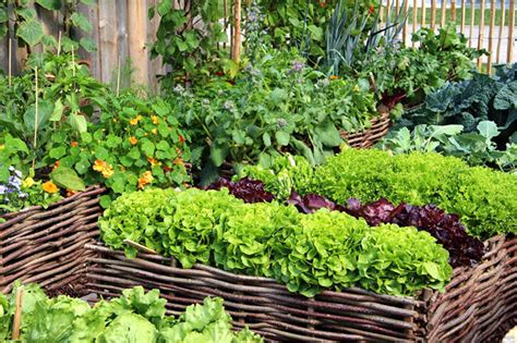 7 Mini Vegetable Garden Design Concepts - TheGardenGranny