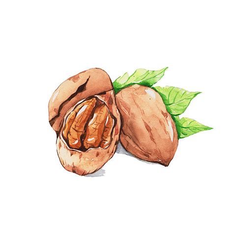 Pecan Clip Art, Vector Images & Illustrations - iStock