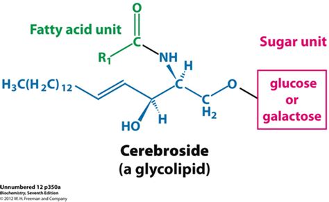 Cerebroside Structure