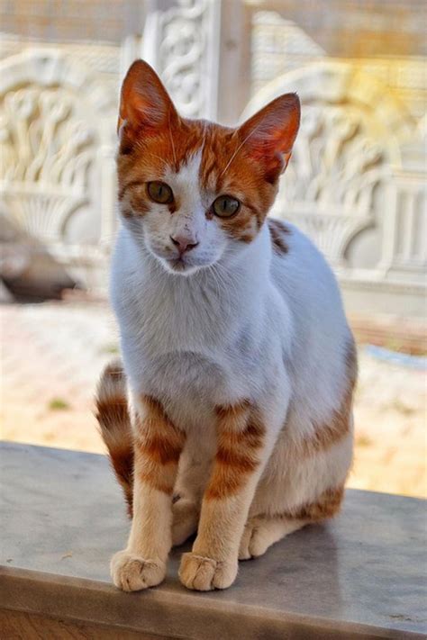 Red tabby with unusual bicolour white | Cats, Silly cats, Cat feline