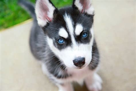 Siberian Husky Puppy stock image. Image of face, nose - 41456851