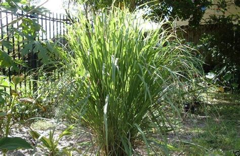 Lemongrass Fever Grass Plant Starter Stalks artVINE Nursery | Lemongrass plant, Plants, Plant ...