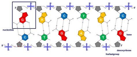 DNA, RNA, eiwit