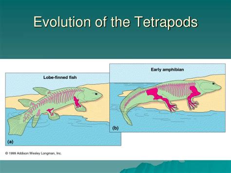 PPT - Evolution of the Tetrapods PowerPoint Presentation, free download - ID:5517707