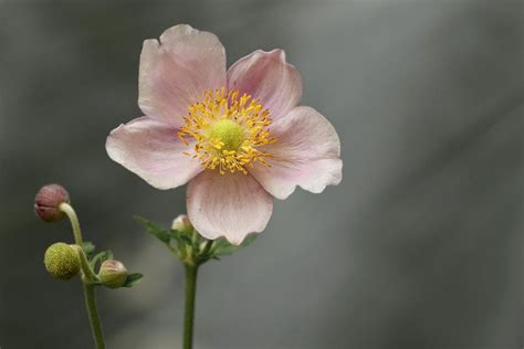 Anemone Japonica Photograph by TouTouke A Y - Fine Art America