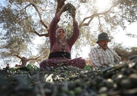 Olive Harvest in Palestine: Could Oil Become Tears? - Politics Today