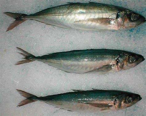 Chilean Jack Mackerel,Chile Trachurus Murhpy specie price supplier - 21food