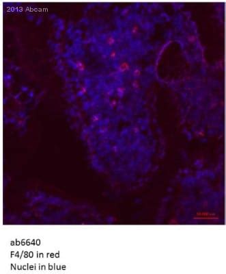 Anti-F4/80 antibody [CI:A3-1] (ab6640) | Abcam