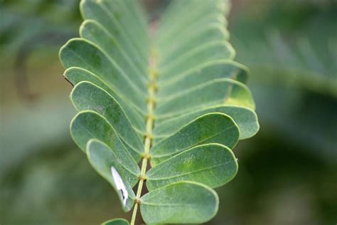 The Tamarind Leaves. 20899650 Stock Photo at Vecteezy