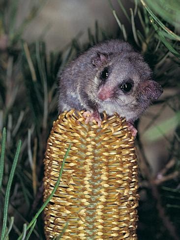 Eastern pygmy possum | News Local